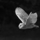 Grey Barn Owl